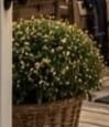 Wicker Basket Planter — additional view
